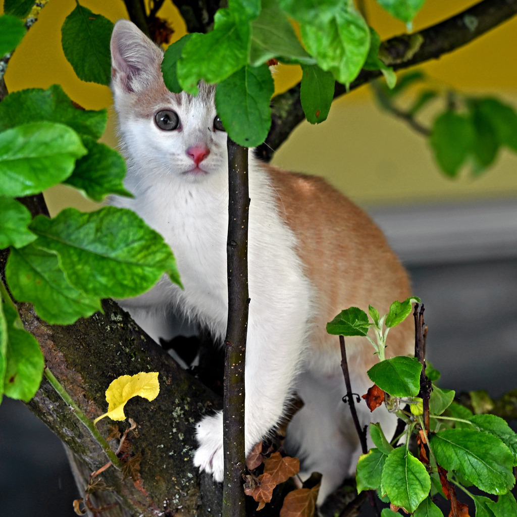 Katzen06q | lucisnaturbilder - Realisiert mit Pictrs.com