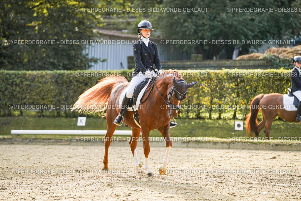 DSC04574 | Pferdegrafie