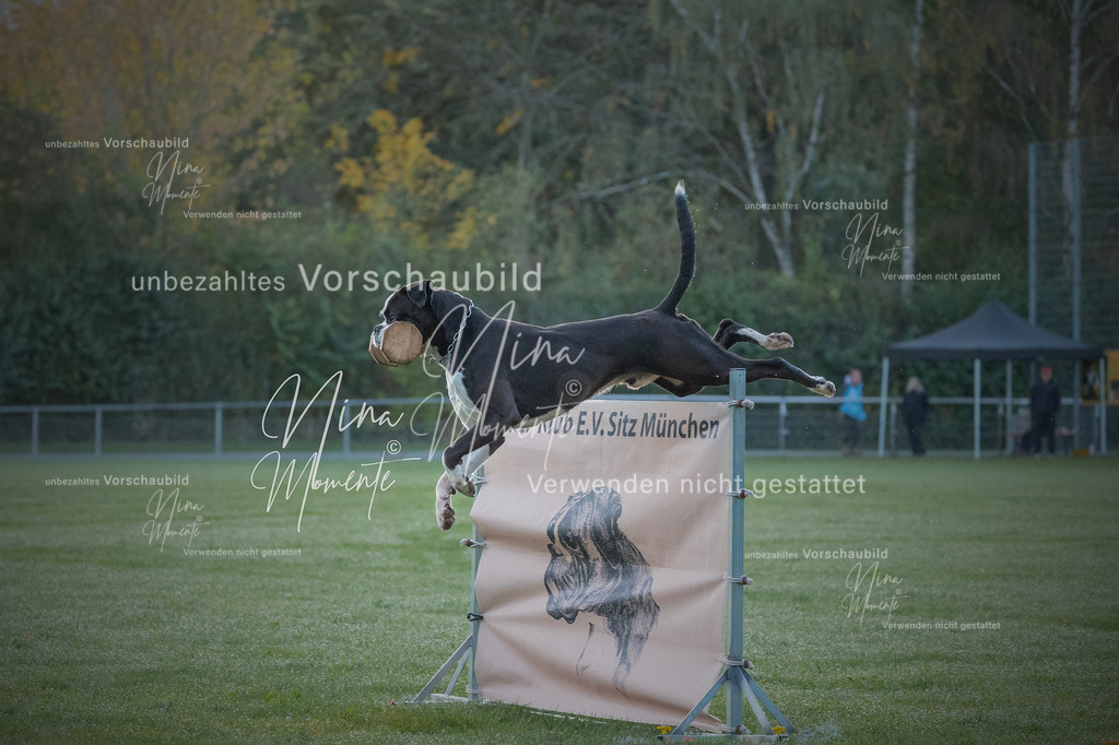 _16A5747-1 | Einzigartige Fotos von Hunden & Menschen –Actionfotos, Portraits, Vereinsaufnahmen & Paarshootings – authentisch, lebendig & mit Herz.