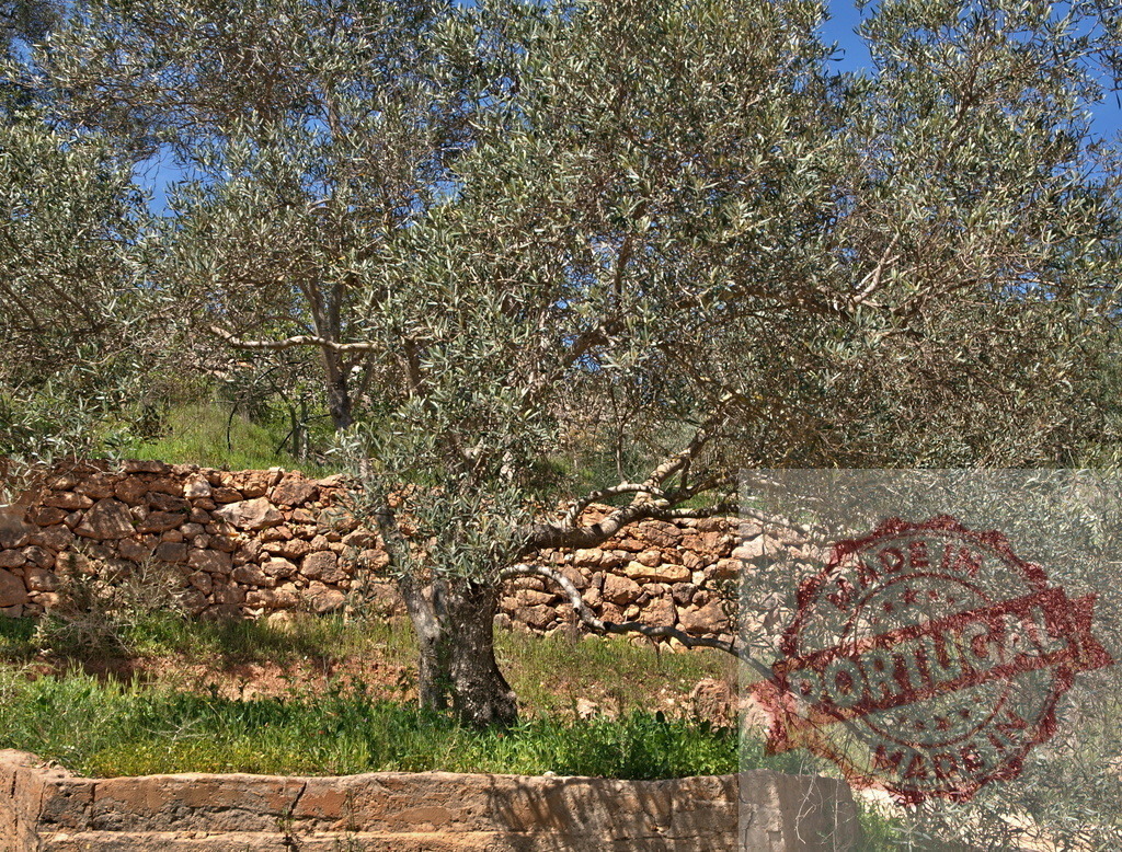 Olive tree growing on stone terrace in rural Mediterranean landscape | Old olive tree thriving on a traditional dry stone terraced wall under a clear blue sky - Realized with Pictrs.com