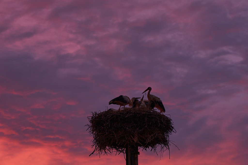 Vier Störche in einem Nest im Abendrot | Bad Schönau, Austria - July 12, 2023: Vier Störche in einem Nest im Abendrot. - Realisiert mit Pictrs.com