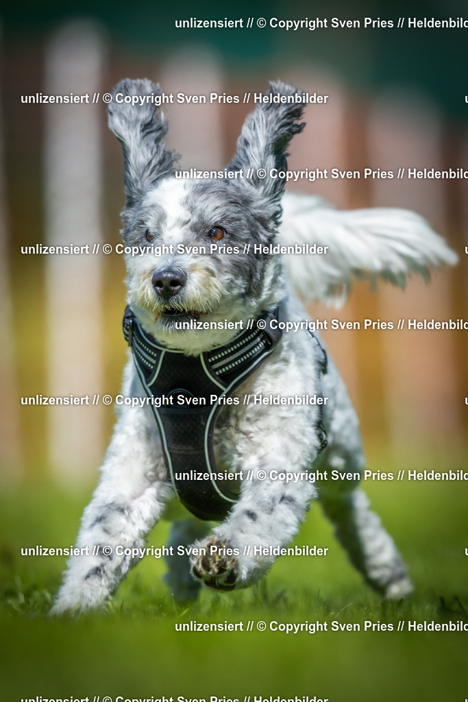 Hunderennen_April_2026_328 | 2026-04-26 - Hunderennen Baden-Oos April 2026 - Realisiert mit Pictrs.com