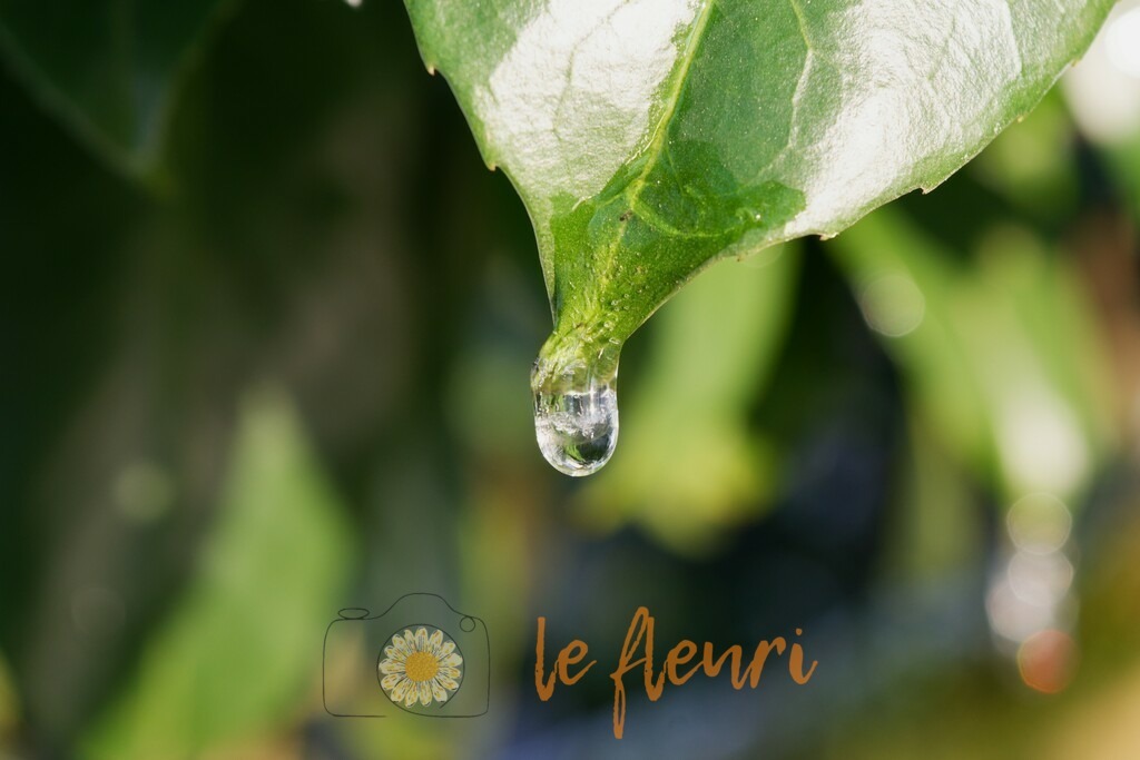 DSC_0371-NEF_DxO_HQ1 | Dies ist der Shop von Florian Blum - le fleuri. Langenthal, Bern, Schweiz. Sie können hier meine oder ihre eigenen Fotos als Fotoprodukte kaufen. Tassen, Schlüsselanhänger, Taschen etc. können Sie hier gestalten.  - Realisiert mit Pictrs.com