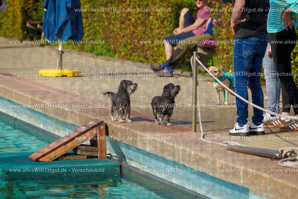 Hundeschwimmen_Grefrath_2026-allesWIRTHgut_Tierfotografie-13_18-7R508351 | Professionelle Tierfotografie in Mönchengladbach von Daniel Wirth (allesWIRTHgut). Liebevolle & natürliche Bilder von Hunden & Katzen für unvergessliche Erinnerungen.