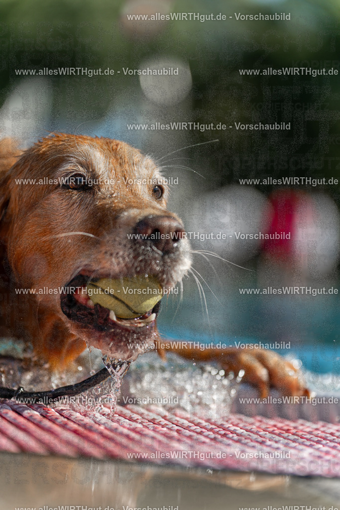 Hundeschwimmen_Volksbad_2026-allesWIRTHgut_Tierfotografie-2609061101-101158-7R509343 | Professionelle Tierfotografie in Mönchengladbach von Daniel Wirth (allesWIRTHgut). Liebevolle & natürliche Bilder von Hunden & Katzen für unvergessliche Erinnerungen.