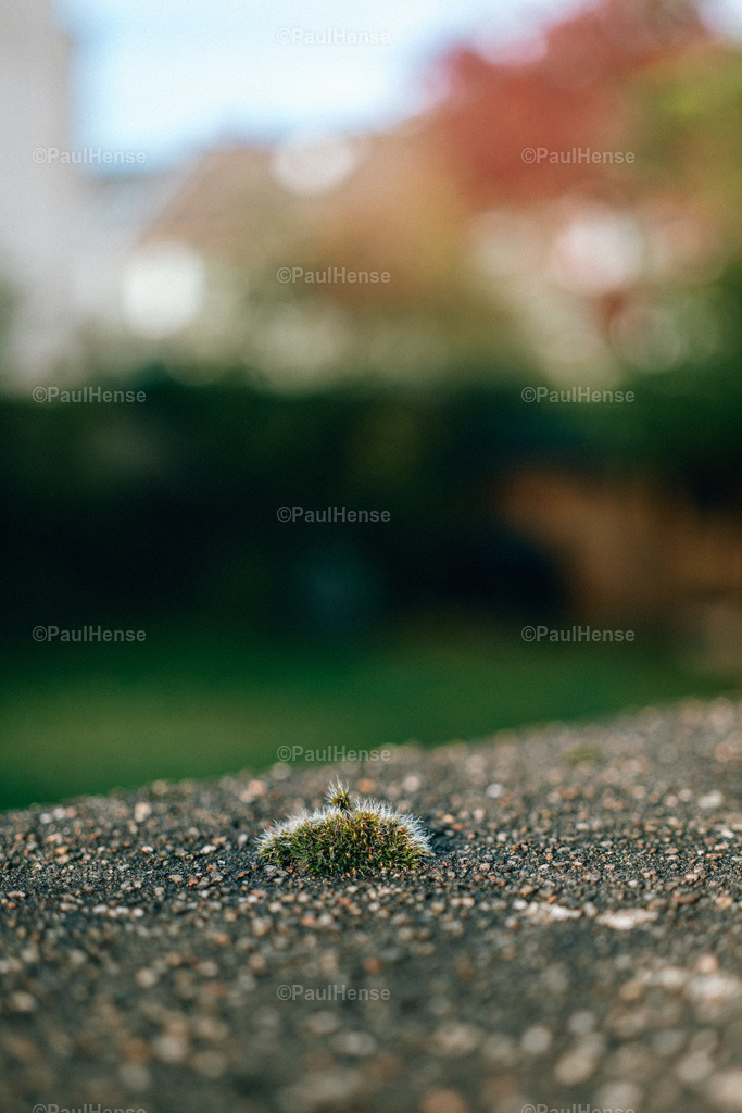 20221020_PaulHense_S0006_DSC00002 | paulhense - Realisiert mit Pictrs.com