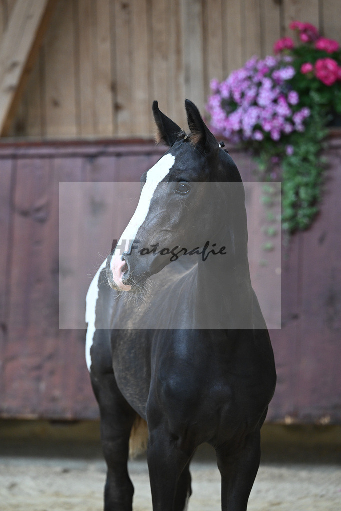 Kat-Nr. 10 HF Jameson RS2_Gestuet Greim_26230161 | hf-fotografie - Realizzato con Pictrs.com