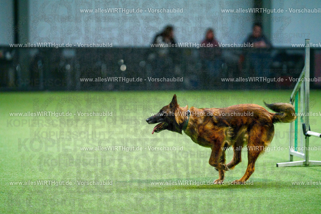 7R500944 | Professionelle Tierfotografie in Mönchengladbach von Daniel Wirth (allesWIRTHgut). Liebevolle & natürliche Bilder von Hunden & Katzen für unvergessliche Erinnerungen.