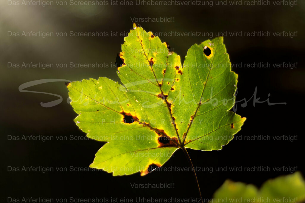 Wandbild Ahornblatt | People- und Tierfotografie, Imageaufnahmen, Veranstaltungsfotografie und Wandbilder aus der Natur ★ Made in Germany ✔️ Druck + Downloads ✔️ Naturfotografie in Top Qualität ★ schneller Versand, weltweite Lieferung! - Realisiert mit Pictrs.com