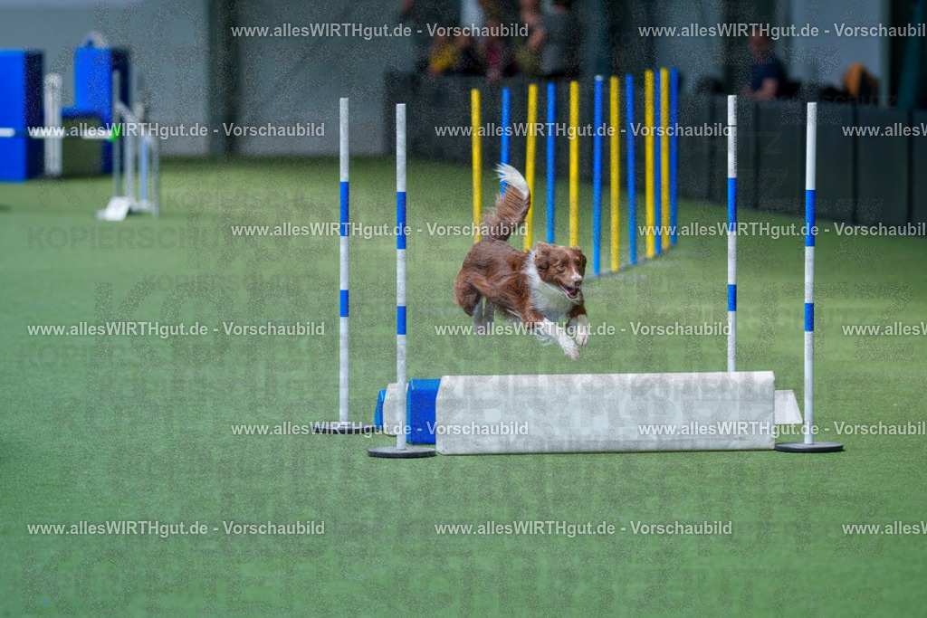 @allesWIRTHgut_Tierfotografie - www.allesWIRTHgut.de - 2604261402-7R503264 | Professionelle Tierfotografie in Mönchengladbach von Daniel Wirth (allesWIRTHgut). Liebevolle & natürliche Bilder von Hunden & Katzen für unvergessliche Erinnerungen.