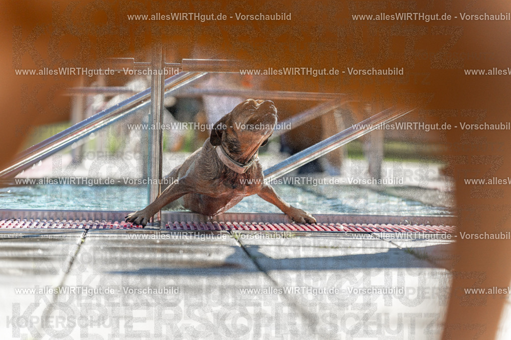 Hundeschwimmen_Volksbad_2026-allesWIRTHgut_Tierfotografie-2609061121-103145-7R509579 | Professionelle Tierfotografie in Mönchengladbach von Daniel Wirth (allesWIRTHgut). Liebevolle & natürliche Bilder von Hunden & Katzen für unvergessliche Erinnerungen.