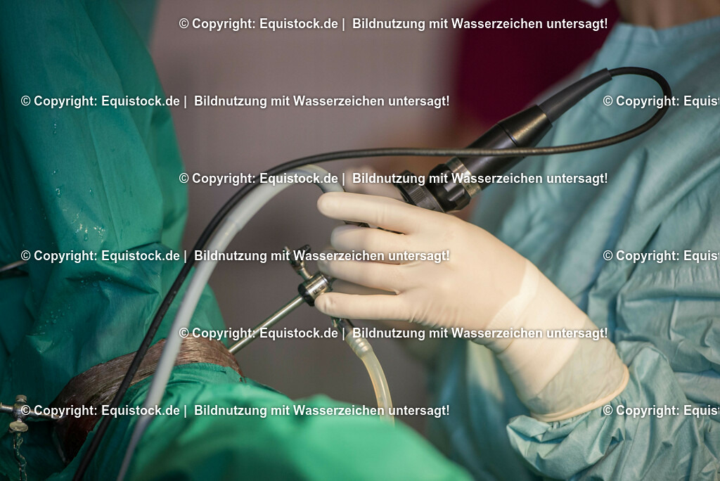 20160315_Arthroskopie_0053 | equistock