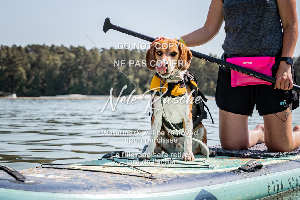 nelerasche_saSUP3_103 | nelerasche