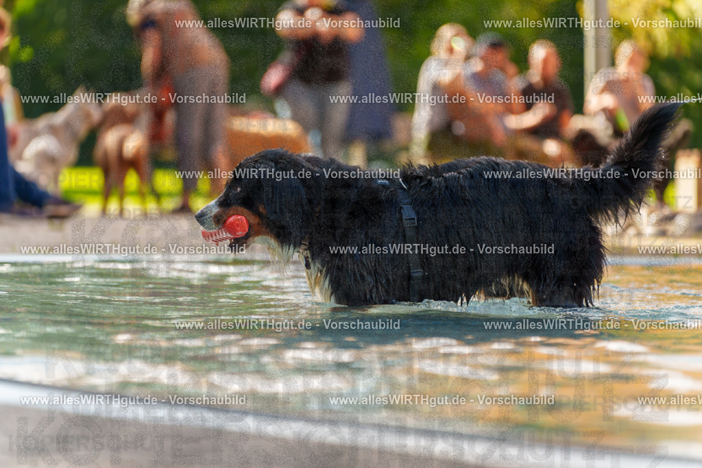 Hundeschwimmen_Grefrath_2026-allesWIRTHgut_Tierfotografie-13_56-7R508690 | Professionelle Tierfotografie in Mönchengladbach von Daniel Wirth (allesWIRTHgut). Liebevolle & natürliche Bilder von Hunden & Katzen für unvergessliche Erinnerungen.