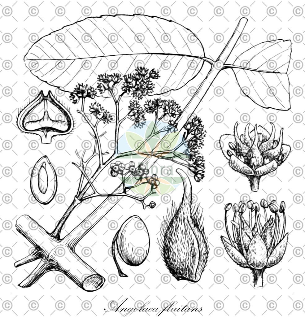 HistAbb_wfo-0000536542_230_ENZY_Simple | Historische Abbildung von Angolaea fluitans - Podostemaceae | Historical Illustration of Angolaea fluitans - Podostemaceae