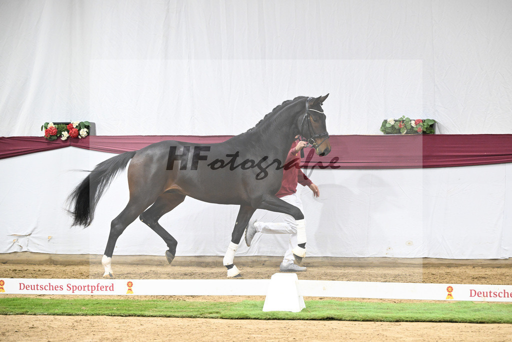 Kat-Nr. 128 Vitalis x De Kooning_Stall Buchenhof_47254262 | hf-fotografie - Realisiert mit Pictrs.com