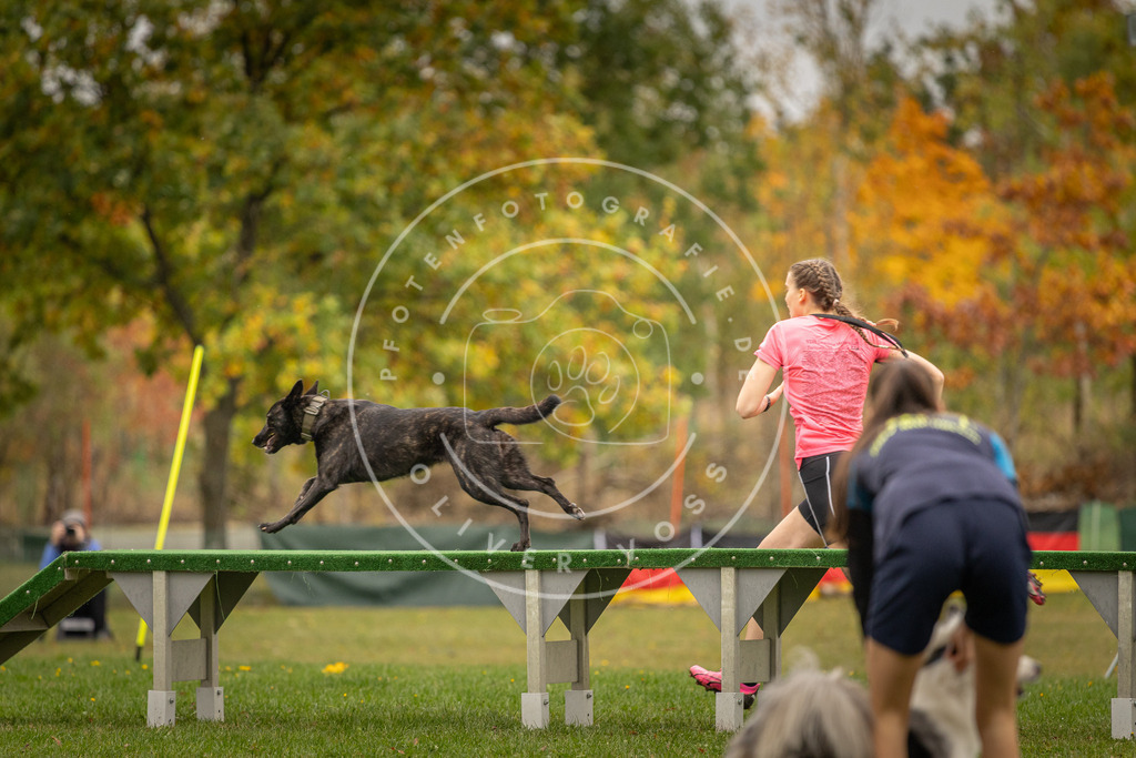 Pfotenfotografie_DV3A6139 | Hundefotografie, Tierfotograf, Pfotenfotografie, Fotoshooting Hund, Hunde Portrait, Hundesport, Hundeportraits, Heideshooting, Hunde, Sportfotograf, Hundefotograf, Turnierhundsport, THS,  - Realisiert mit Pictrs.com