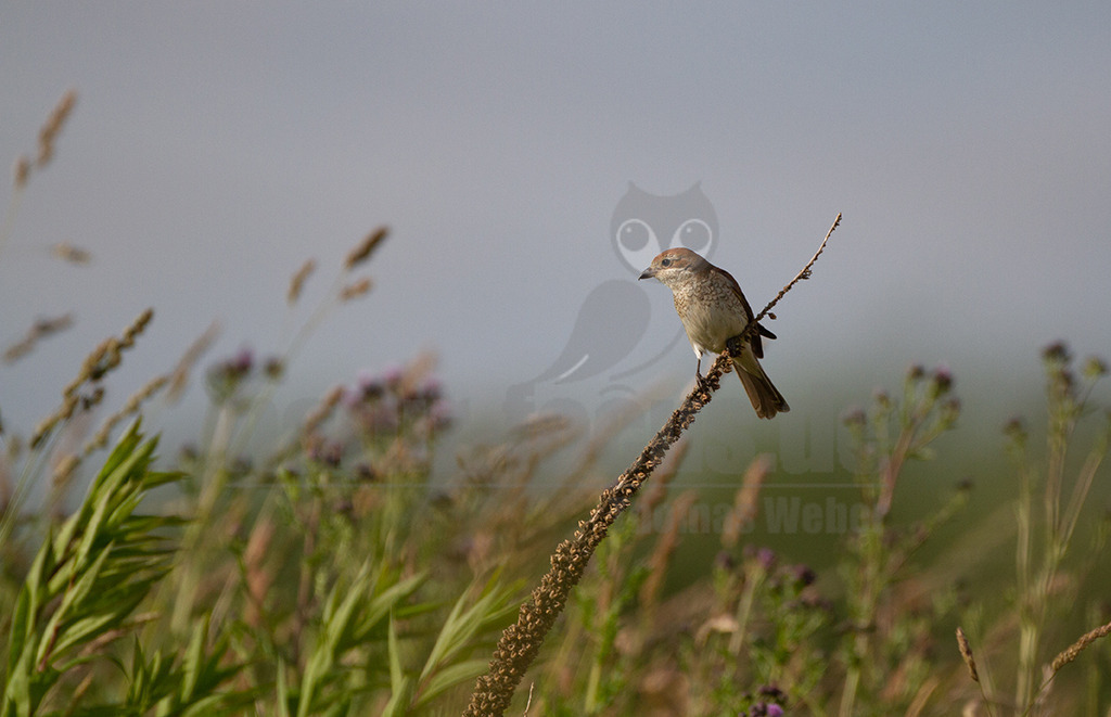 20120623184201 | Der Neuntöter oder Rotrückenwürger ist eine Vogelart aus der Familie der Würger und in Mitteleuropa die häufigste Würgerart. Er ist vor allem durch sein Verhalten bekannt, Beutetiere auf Dornen aufzuspießen. Zu seiner Nahrung zählen vorwiegend Großinsekten, aber auch kleine Säugetiere und Vögel. - Realisiert mit Pictrs.com