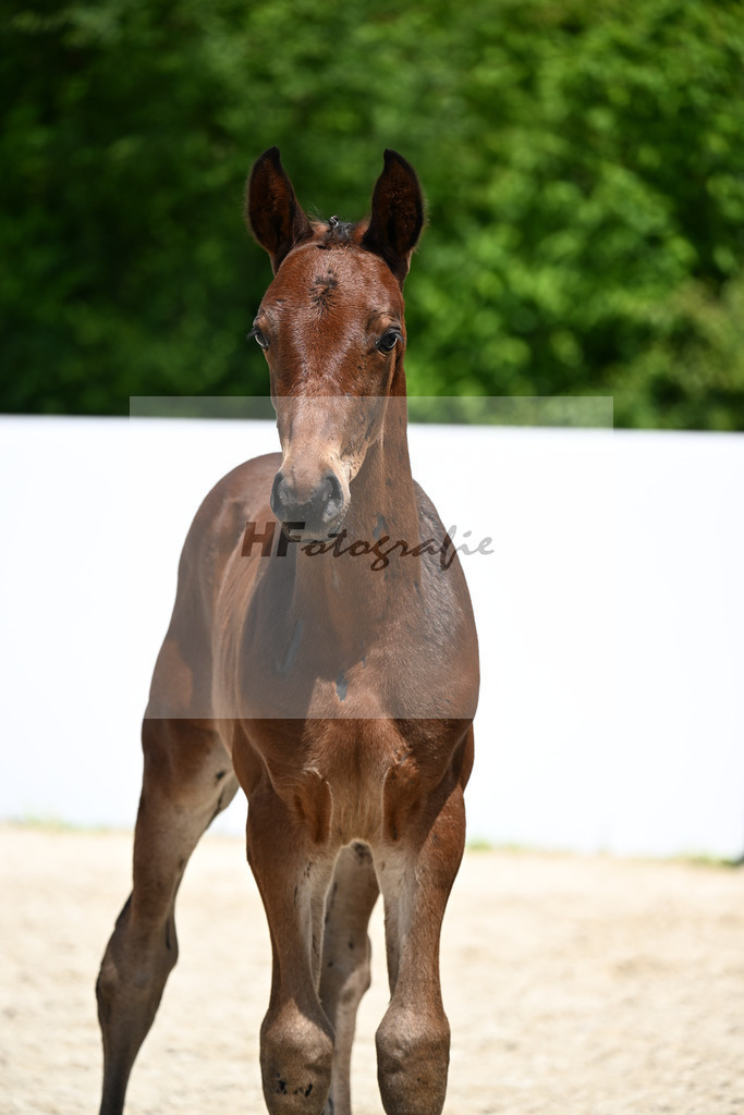Olesko x Diarado_HF_Huttrop-Hage_13250898 | hf-fotografie - Realizzato con Pictrs.com