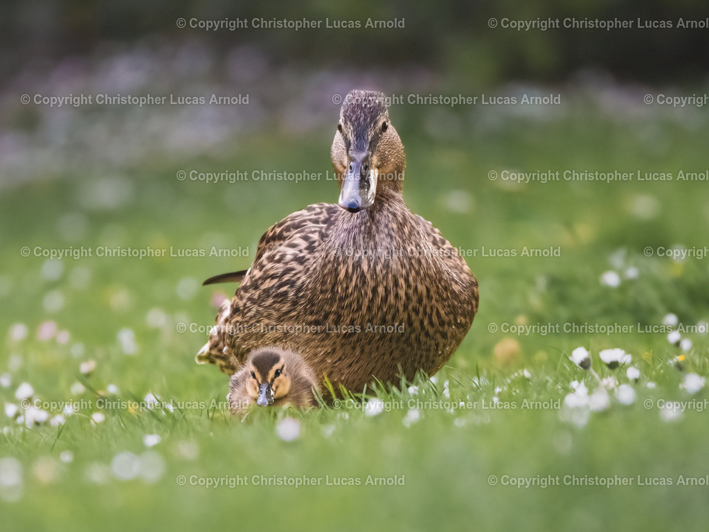 Stockenten | bildkomponist - Realisiert mit Pictrs.com
