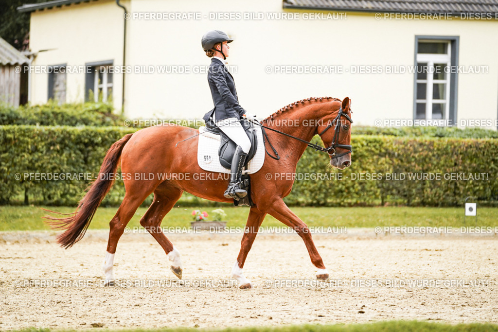 DSC07611 | Pferdegrafie