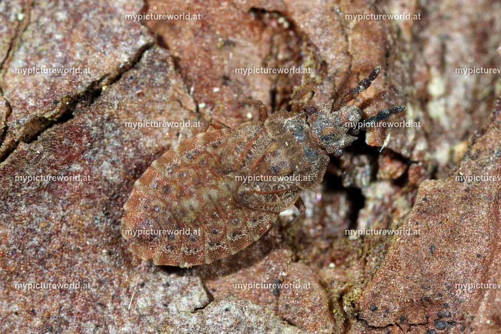 Aradus cinnamomeus-001 | Das Bilderarchiv über Tiere, Planzen und Landschaften. In der Bilddatenbank finden Sie ein große Auswahl an hochwertigen Bilder für Ihre Werbung - Realized with Pictrs.com