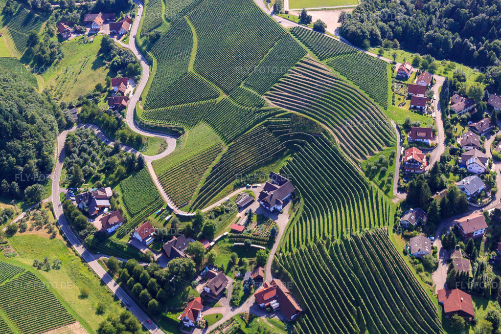 Luftbild: Weinberge bei Bernhardshöfe im Ortsteil Büchelbach in Sasbachwalden im Bundesland Baden-Württemberg in Deutschland. Foto: IMG_31490.jpg vom 09.08.2010 durch Werner Riehm/FLY-FOTO.de