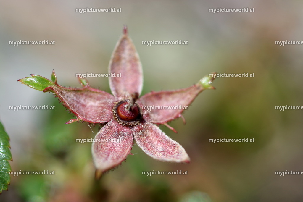 Immergrüne Rose-001 | Das Bilderarchiv über Tiere, Planzen und Landschaften. In der Bilddatenbank finden Sie ein große Auswahl an hochwertigen Bilder für Ihre Werbung - Realized with Pictrs.com