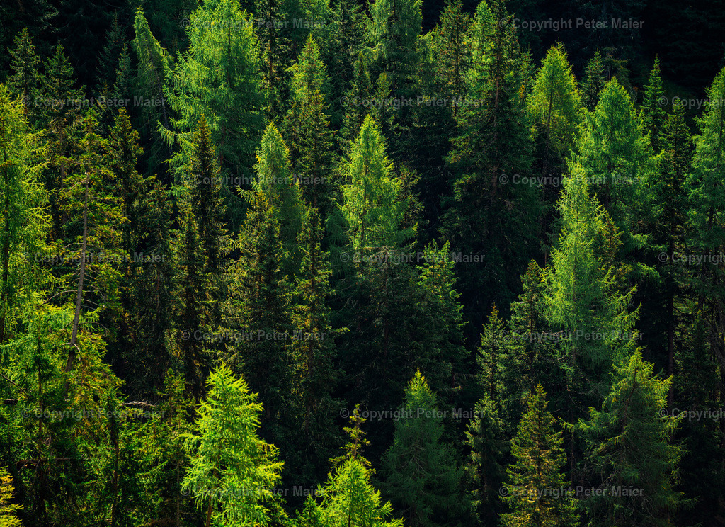 Divers_Erlebnisraum_Wald_23_Peter_Maier-726 | piet_flosse