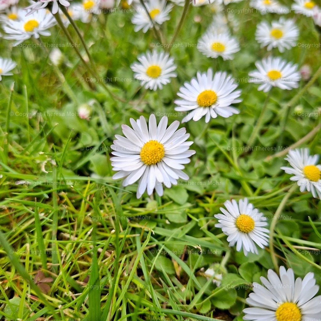 20260420_125139 | Naturpuls - Realisiert mit Pictrs.com