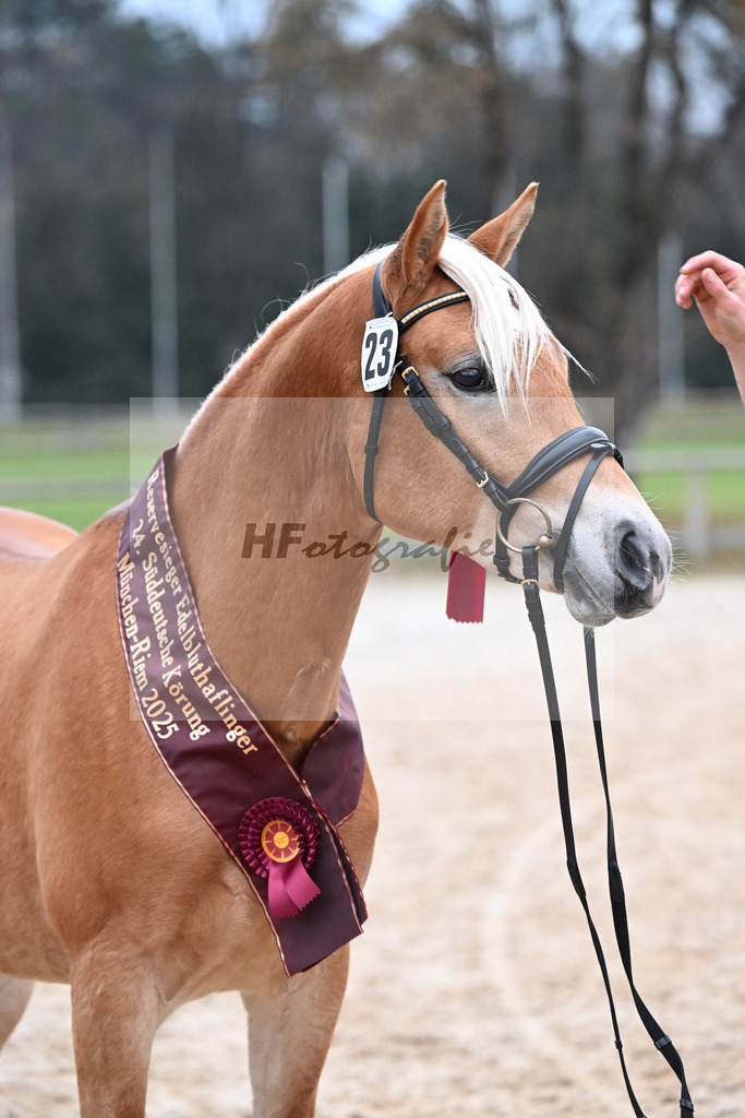 Kat-Nr. 23 Maverick v. Manu_Lechner_48251887 | hf-fotografie - Realisiert mit Pictrs.com