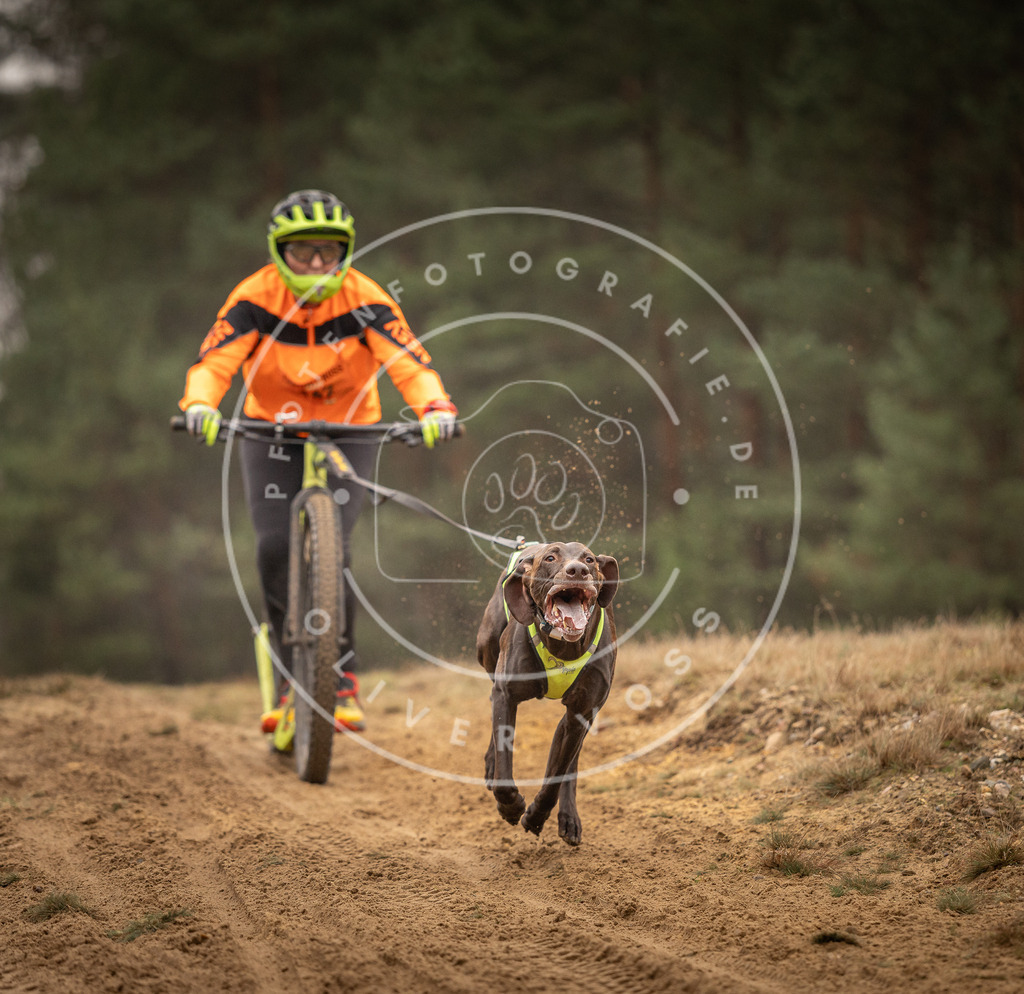 Pfotenfotografie_DV3A4429 | Hundefotografie, Tierfotograf, Pfotenfotografie, Fotoshooting Hund, Hunde Portrait, Hundesport, Hundeportraits, Heideshooting, Hunde, Sportfotograf, Hundefotograf, Turnierhundsport, THS,  - Realisiert mit Pictrs.com