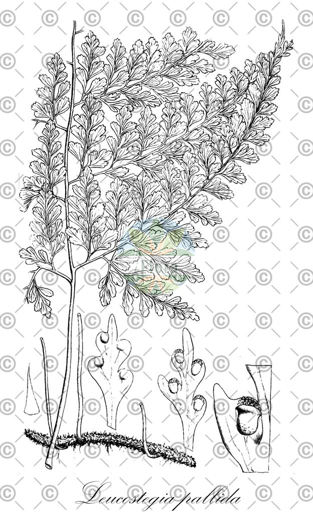 HistAbb_wfo-0000509729_1_ENZY_Simple | Historische Abbildung von Leucostegia pallida - Hypodematiaceae | Historical Illustration of Leucostegia pallida - Hypodematiaceae