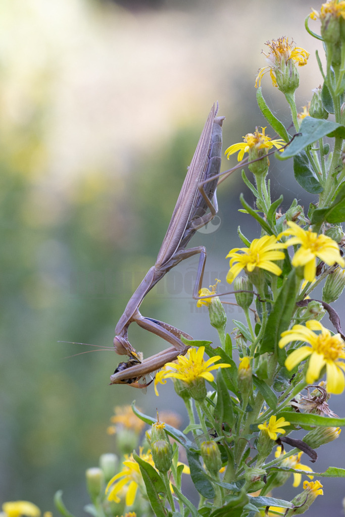 20221005145852 | Die Europäische Gottesanbeterin (Mantis religiosa), auch als Gemeine Gottesanbeterin oder nur als Gottesanbeterin bezeichnet, ist die einzige in Mitteleuropa vorkommende Vertreterin der Ordnung der Fangschrecken (Mantodea) und zählt innerhalb dieser Ordnung zur Familie der Mantidae. - Realisiert mit Pictrs.com