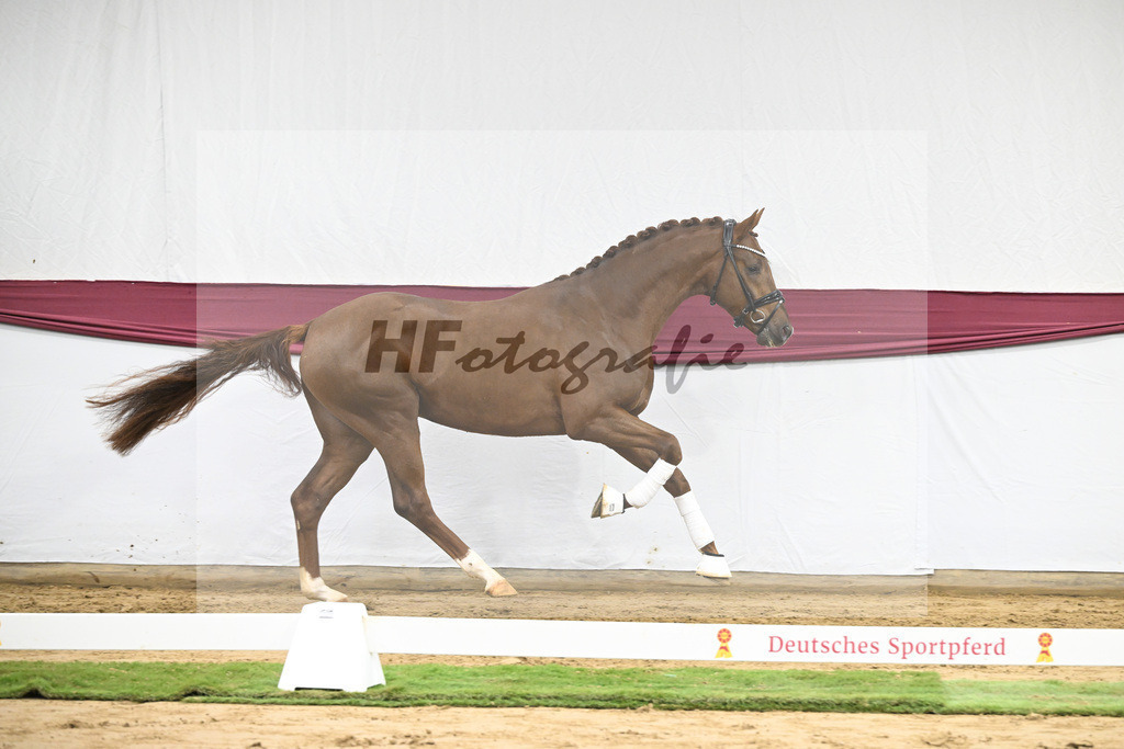 Kat-Nr. 49 Johnny Depp x San Amour I_MH Pferdezucht u. -sport GmbH_47251832 | hf-fotografie - Realisiert mit Pictrs.com