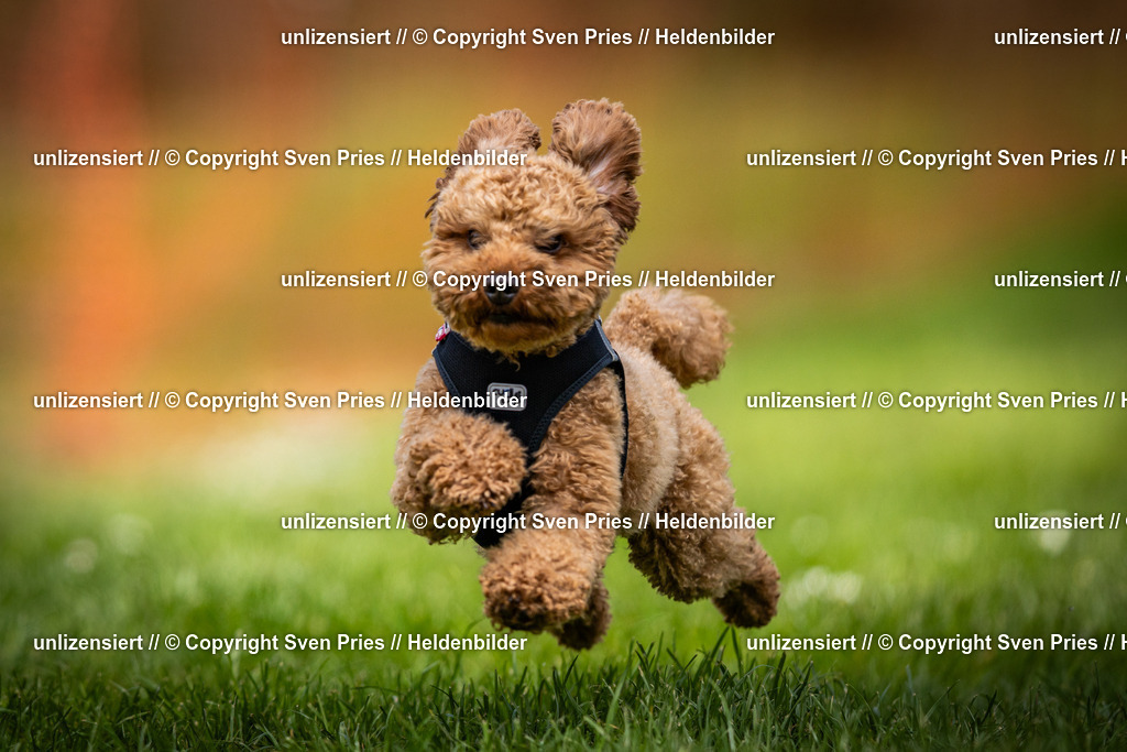 Sven Pries | 2025-04-13 - Hunderennen Baden-Baden - Realisiert mit Pictrs.com