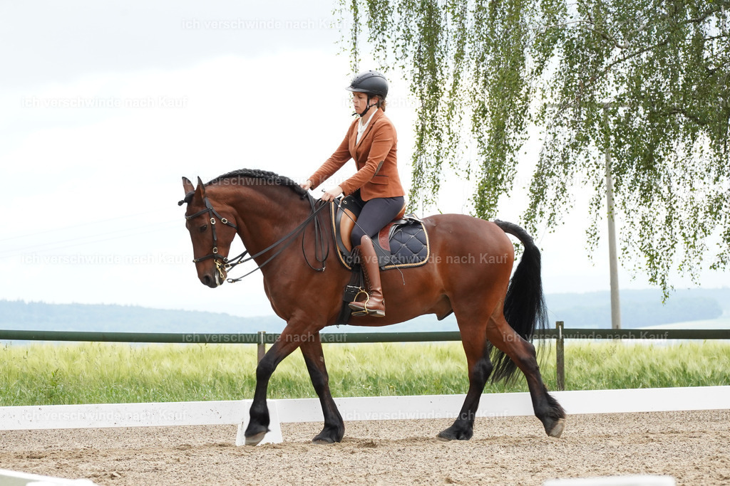 KlasseL_Lucie (6) | working equitationturnier fotograf videograf stoibphotography marixx film working equitation deutschland reitsport turnierfotografie eventfotografie equestrian events