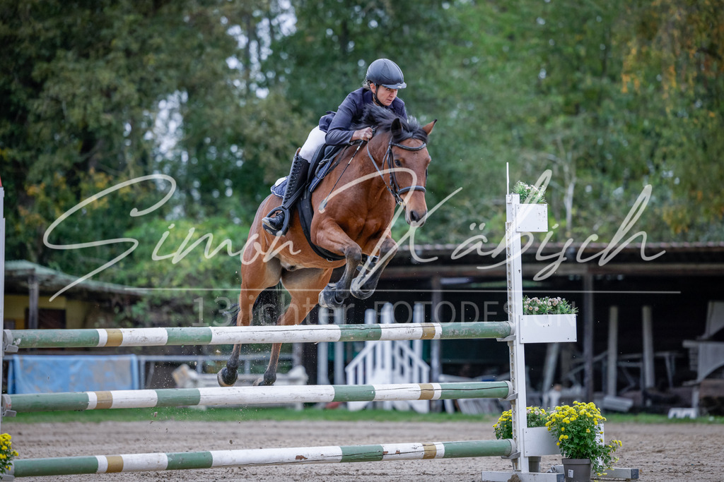 20251012-_3LI4897 | Tierfotografie Pferde, Hunde, Katzen, Haustiere.
Turnierfotografie Reitturniere, Reiten, Springreiten, Dressur in Hanau, dem Main-Kinzig-Kreis und dem Rhein-Main- Gebiet um Frankfurt