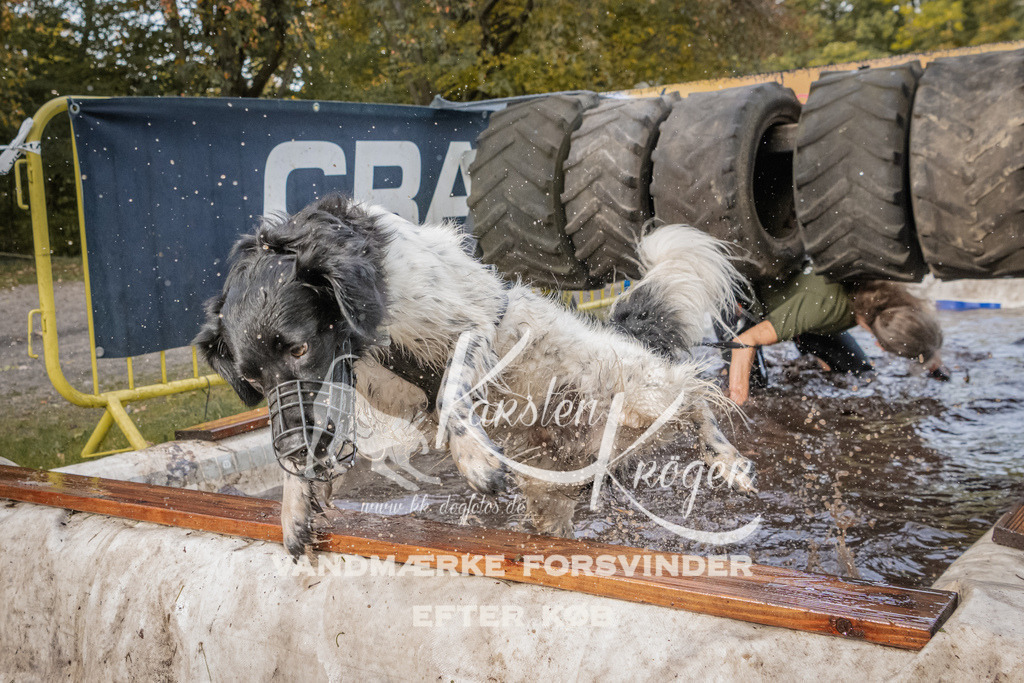 1442_ZZ94902 | kk-dogfotos