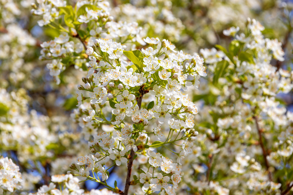 Wandbild: Frühlingspoesie – Blütenzauber in sanftem Licht | Die beruhigende Wirkung der Natur eingefangen in einem detailreichen Motiv – dieses Wandbild zeigt die zarten Blüten eines Baumzweigs in sanftem Licht. Die ruhige Komposition und die frische Farbgebung schaffen eine entspannte und wohltuende Atmosphäre.  - Realisiert mit Pictrs.com