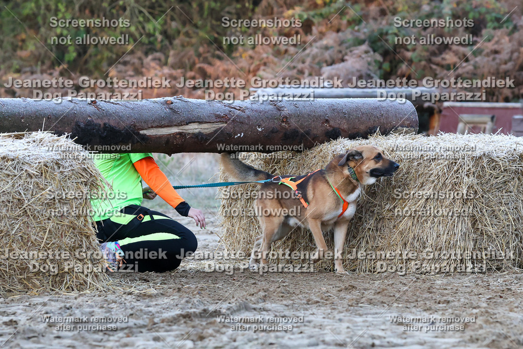Dog Paparazzi - Strongdog 10-25-295 | Dog Paparazzi Jeanette Grottendiek Fotografie & Videografie - Realisiert mit Pictrs.com