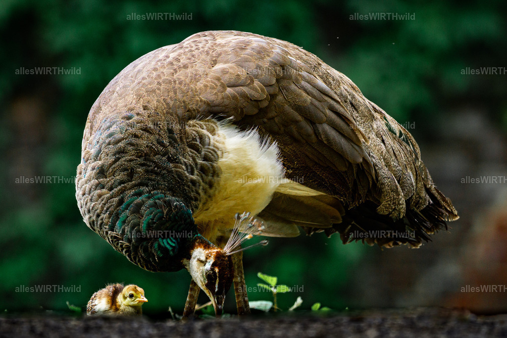 Daniel Wirth - www.allesWIRTHwild.de -DSC03089 | Entdecke die faszinierende Welt der Natur- und Wildlife-Fotografie von Daniel und Bärbel. Inspirierende Bilder von wilden Tieren und kleinen Naturwundern.