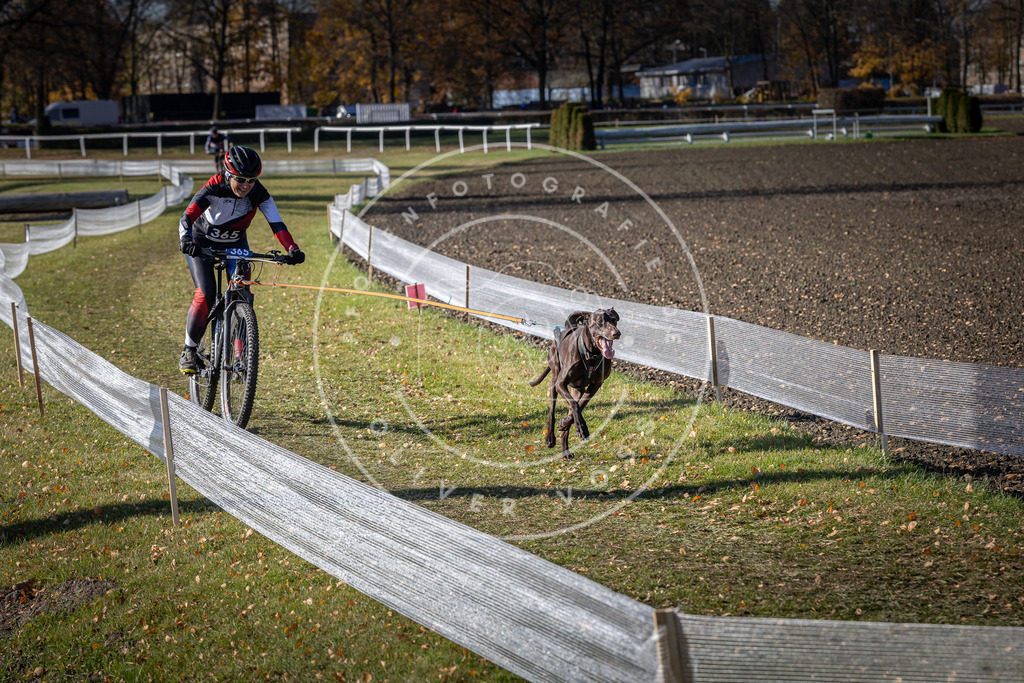 CaniXpix_DV3A7517 | Hundefotografie, Tierfotograf, Pfotenfotografie, Fotoshooting Hund, Hunde Portrait, Hundesport, Hundeportraits, Heideshooting, Hunde, Sportfotograf, Hundefotograf, Turnierhundsport, THS,  - Realisiert mit Pictrs.com