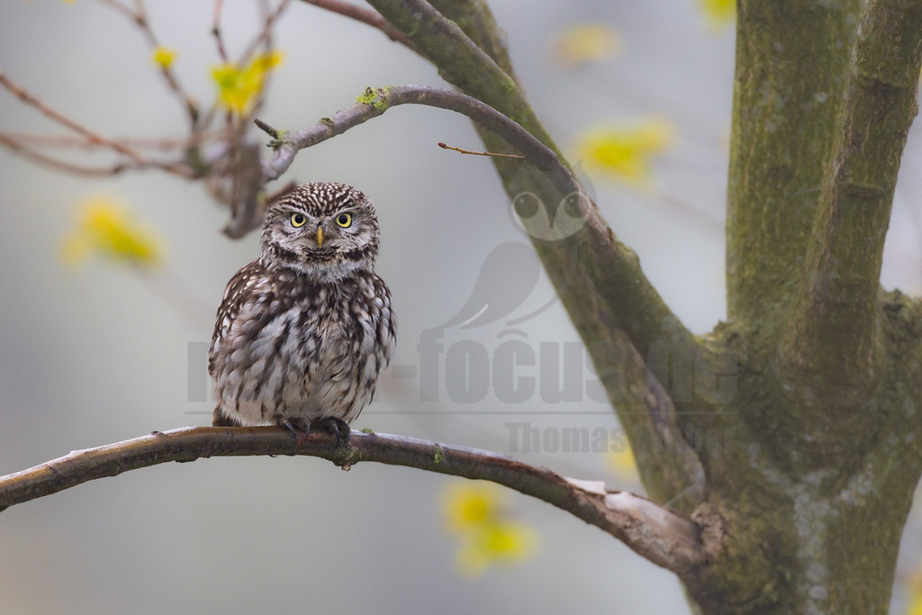 R5M28567_20260425 | Ein Steinkauz (Athene noctua) sitzt auf einem kahlen Ast vor einem nebligen, unscharfen Hintergrund. Der kleine Raubvogel mit seinem charakteristisch gefleckten, braun-weißen Gefieder und den großen, intensiv gelben Augen schaut direkt in die Kamera. Im Hintergrund sind unscharfe gelbe Blüten und der Stamm eines größeren Baumes zu erkennen. - Realisiert mit Pictrs.com