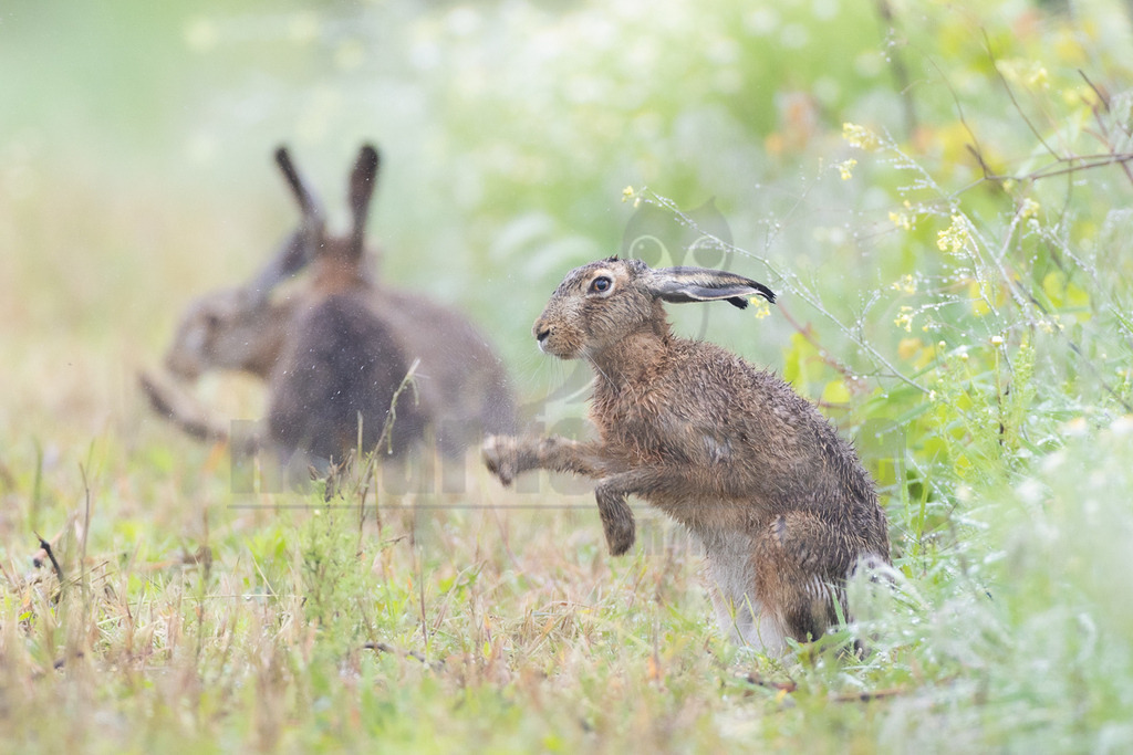 R7NF8144_20240508_20240508 | Der Feldhase, kurz auch Hase genannt, ist ein Säugetier aus der Familie der Hasen. Die Art besiedelt offene und halboffene Landschaften. Das natürliche Verbreitungsgebiet umfasst weite Teile der südwestlichen Paläarktis; durch zahlreiche Einbürgerungen kommt der Feldhase heute jedoch auf fast allen Kontinenten vor. - Realisiert mit Pictrs.com