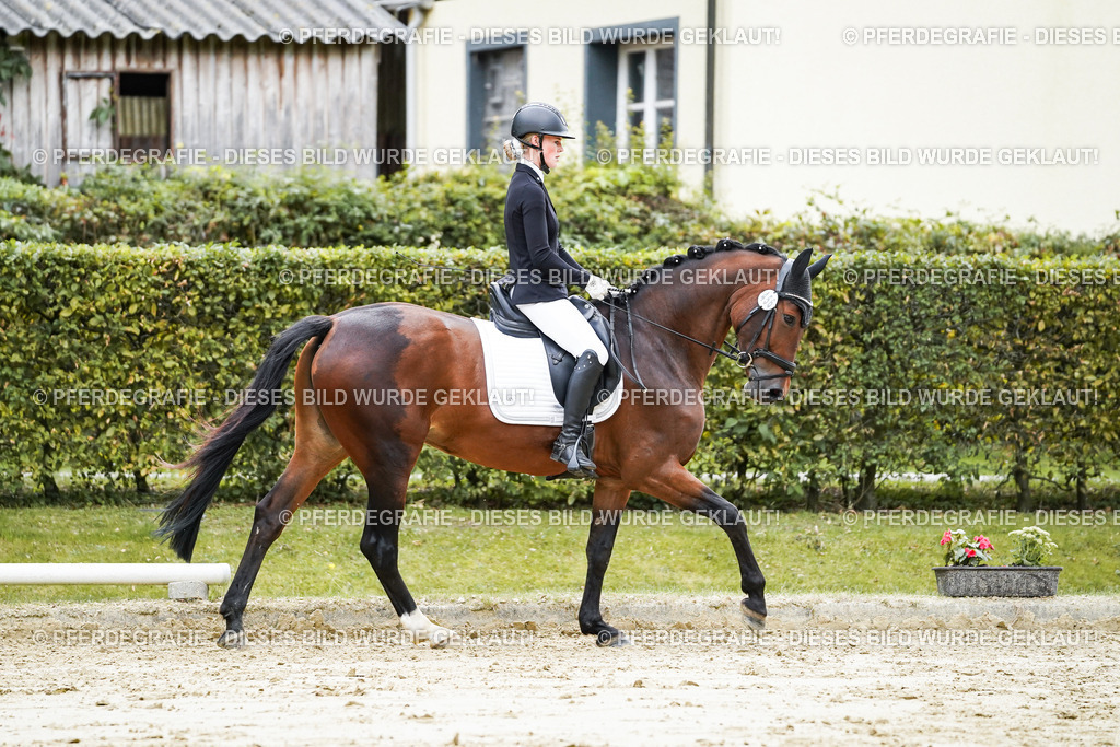 DSC06311 | Pferdegrafie