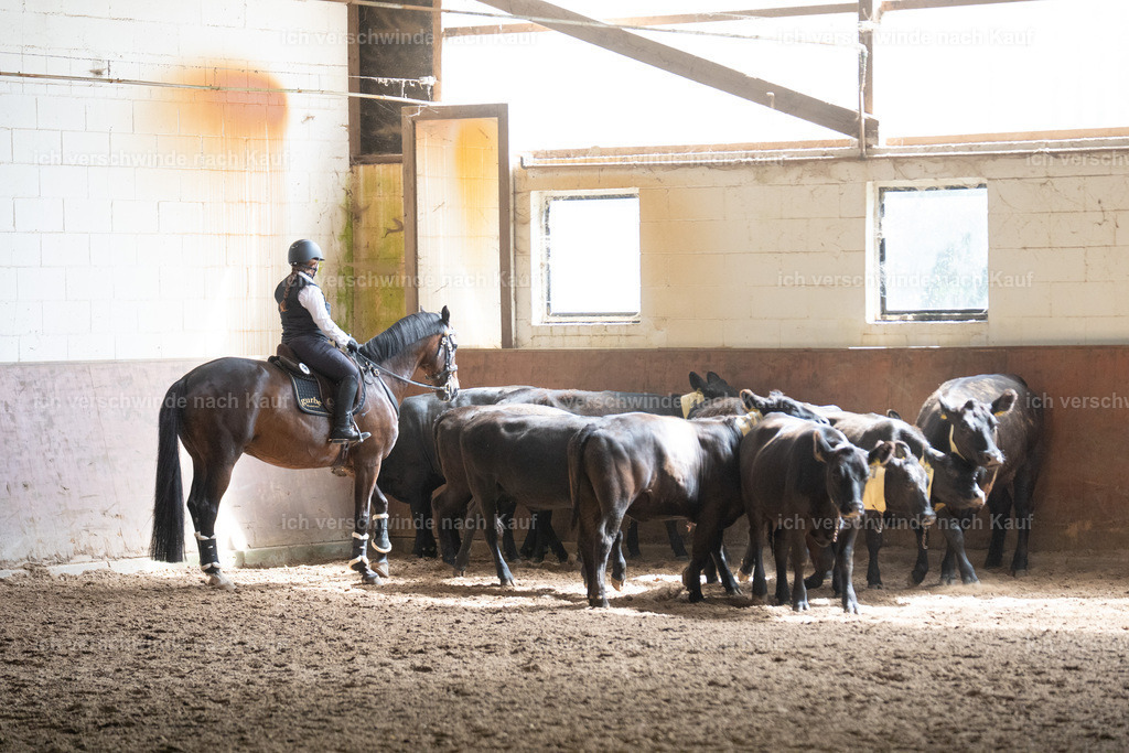 WL_COW_58_SinaFilmArt_IN03875 | working equitationturnier fotograf videograf stoibphotography marixx film working equitation deutschland reitsport turnierfotografie eventfotografie equestrian events
