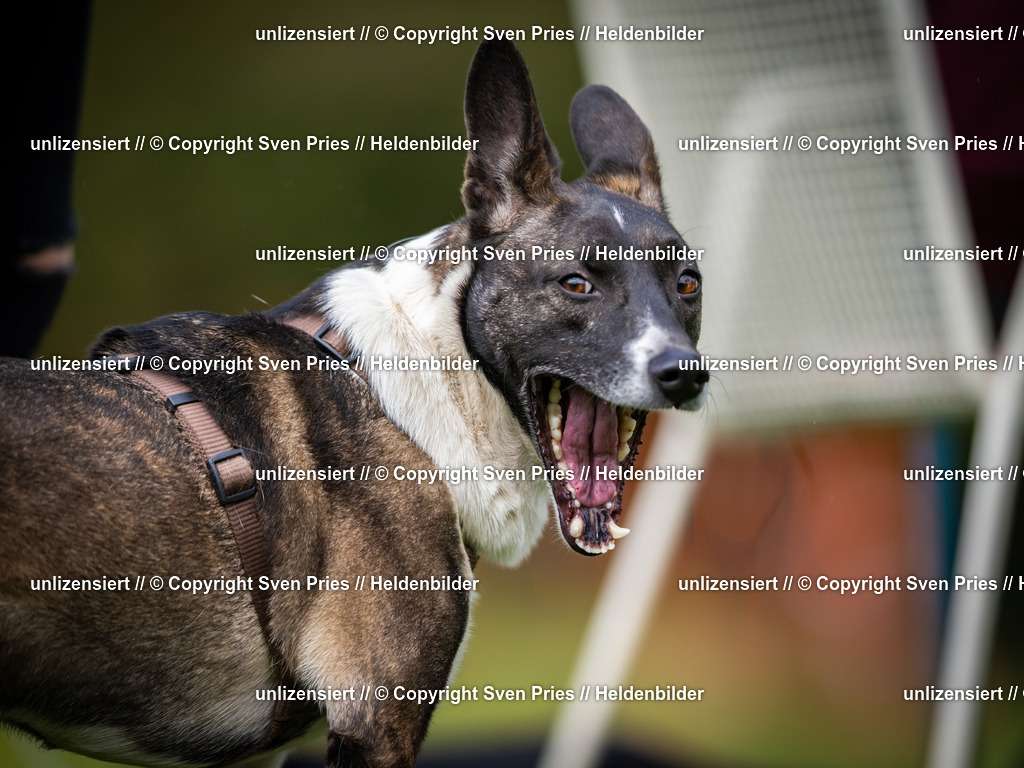 Sven Pries | 2025-04-13 - Hunderennen Baden-Baden - Realisiert mit Pictrs.com