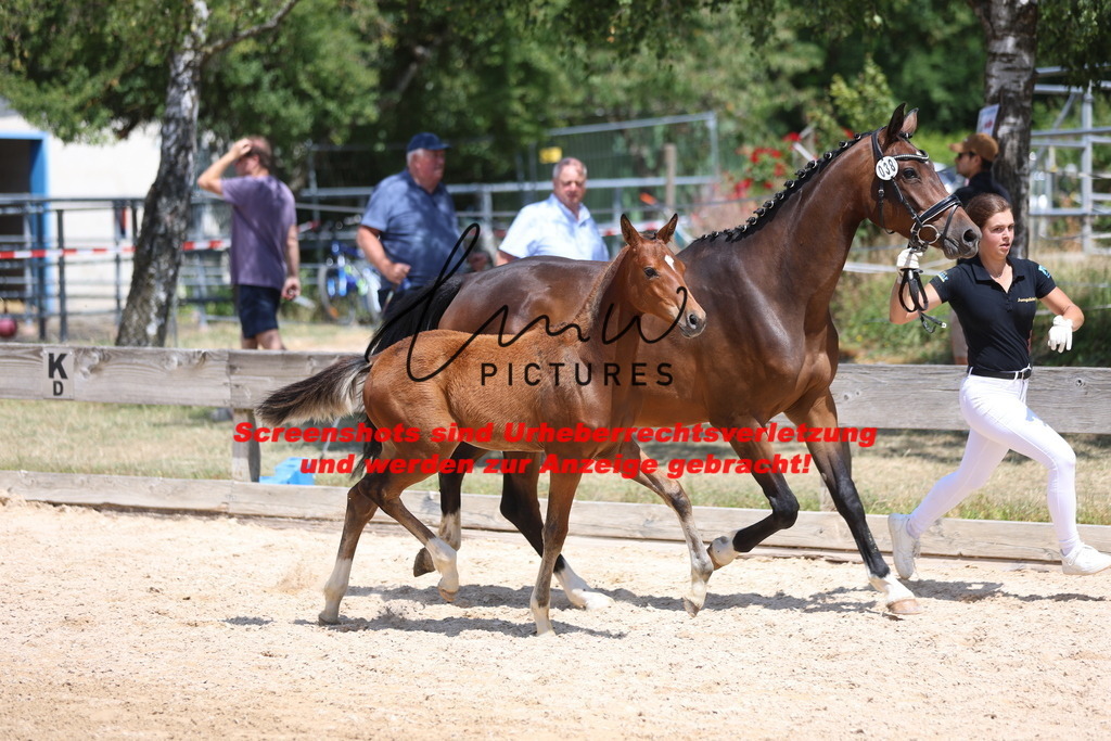 Fohlenschau_Schwäbisch_Hall_springbetonte_Fohlen_KN 38_19 | lmwpictures - Realisiert mit Pictrs.com