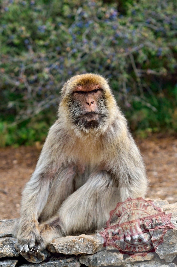 Barbary macaque sitting on a stone wall in Gibraltar | Barbary macaque sitting and relaxing on a stone wall in its natural habitat in Gibraltar - Realized with Pictrs.com